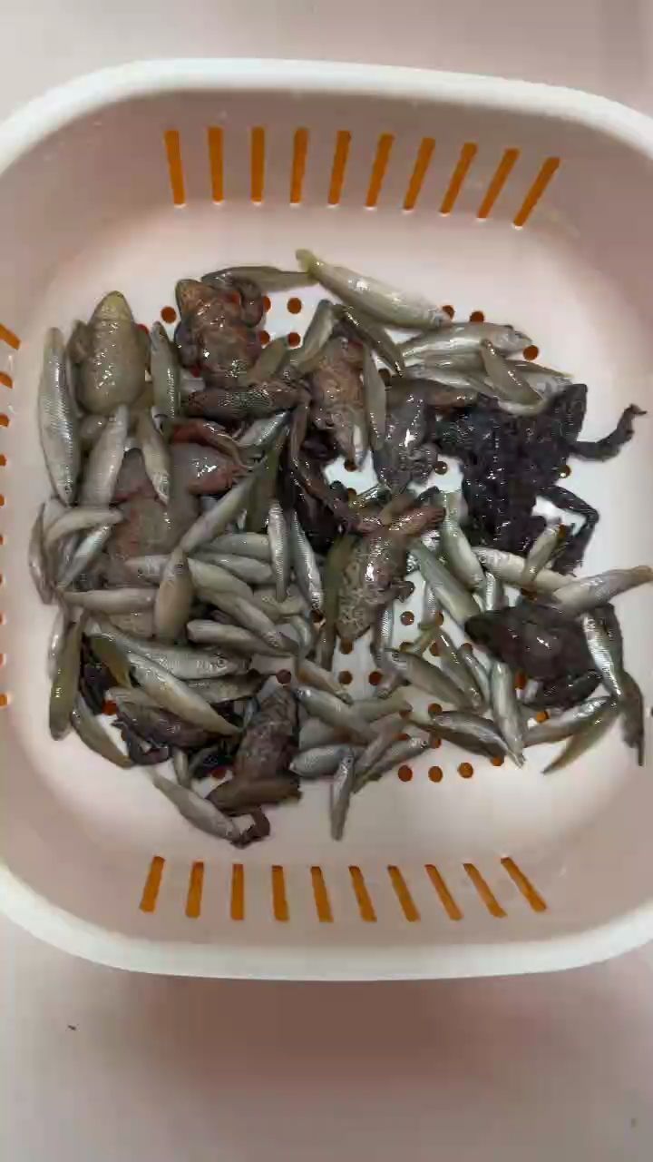 高品質黃<strong><mark>河口</mark></strong>魚食和高端龍魚更配嗷！，高品質黃<strong><mark>河口</mark></strong>魚食與高端龍魚的完美搭配