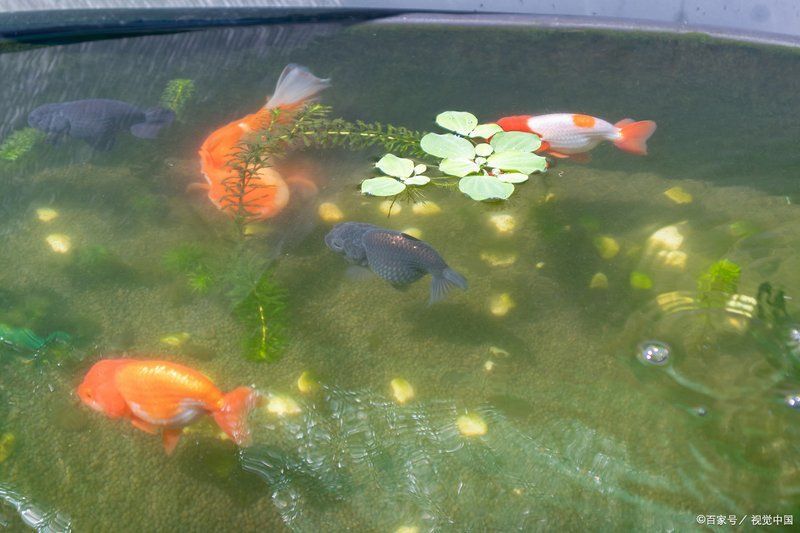 養魚幾條適合初學者，新手養魚選什么魚