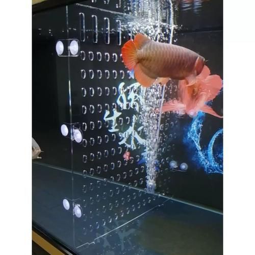 紅龍魚苗多久喂食一次,如何正確飼養紅龍魚苗 龍魚百科 第2張 紅龍魚苗多久喂食一次,如何正確飼養紅龍魚苗 紅龍魚苗多久喂食一次,如何正確飼養紅龍魚苗 龍魚百科 第2張