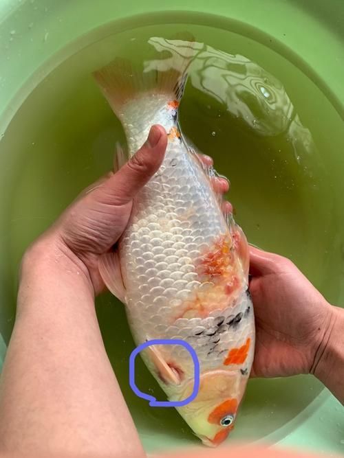 魚咬魚怎么辦最快最有效，中國水產(chǎn)科學(xué)研究院指出“1000字+配圖”最快應(yīng)對(duì)方案