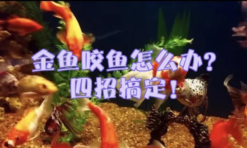 魚咬魚怎么辦最快最有效，中國水產(chǎn)科學(xué)研究院指出“1000字+配圖”最快應(yīng)對(duì)方案