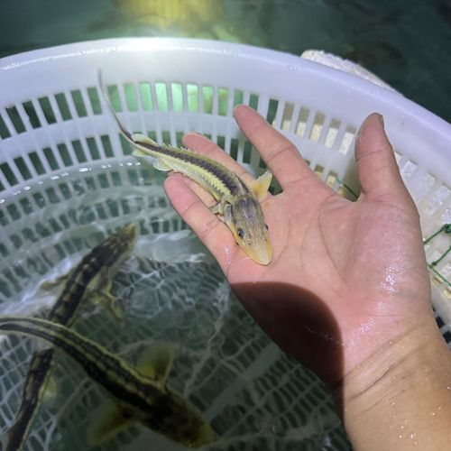 觀賞魚視頻大全視頻高清，觀賞魚視頻大全