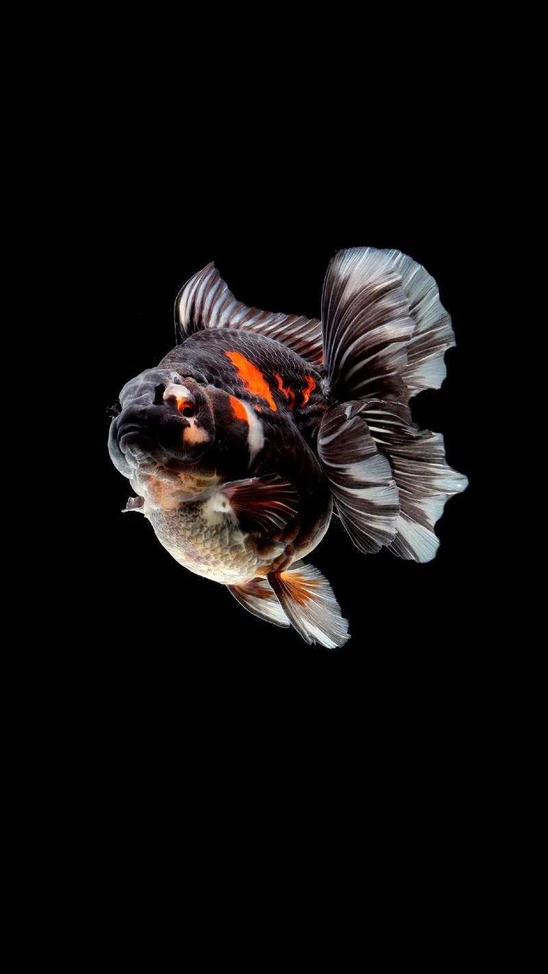 觀賞魚視頻大全視頻高清，觀賞魚視頻大全