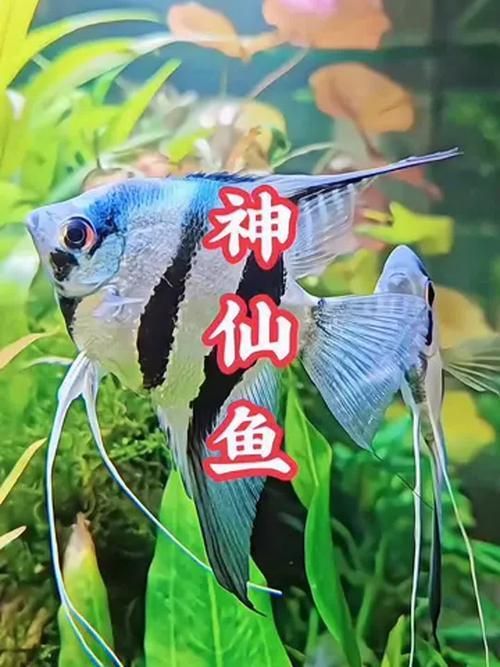 觀賞魚視頻大全視頻高清，觀賞魚視頻大全