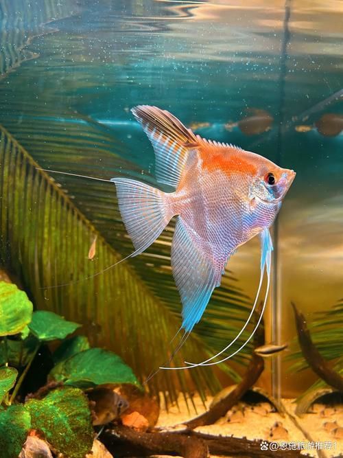 觀賞魚視頻大全視頻高清，觀賞魚視頻大全
