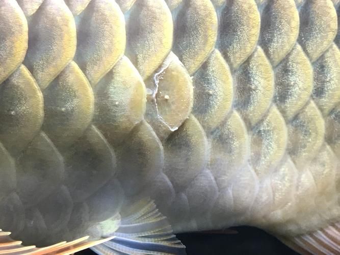 如何判斷龍魚鱗片潰爛的嚴重程度，魚鱗片潰爛的嚴重程度可以通過觀察其外觀和行為來判斷