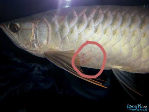 如何判斷龍魚鱗片潰爛的嚴重程度，魚鱗片潰爛的嚴重程度可以通過觀察其外觀和行為來判斷