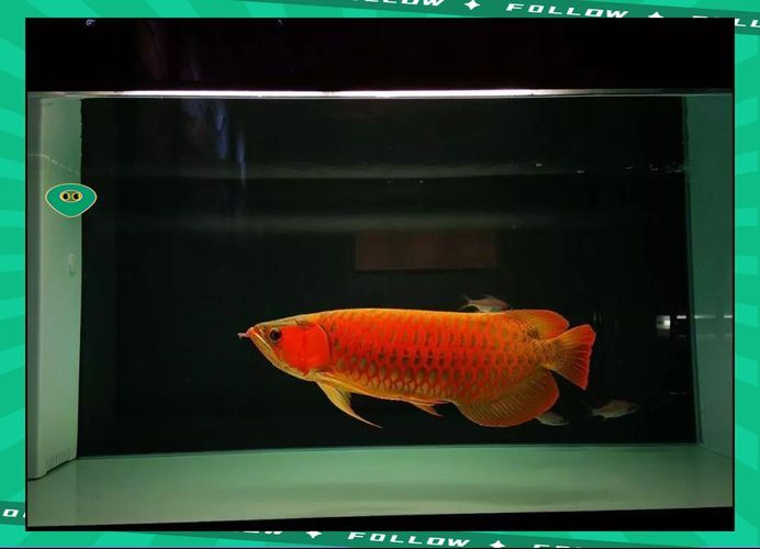 能否提供更多關(guān)于龍魚拒食的圖片，龍魚拒食可能是由多種因素引起的，可能是由多種因素引起的
