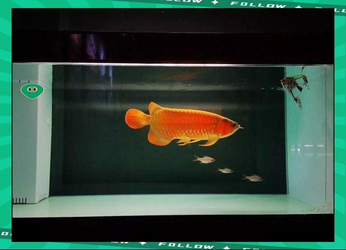能否提供更多關(guān)于龍魚拒食的圖片，龍魚拒食可能是由多種因素引起的，可能是由多種因素引起的