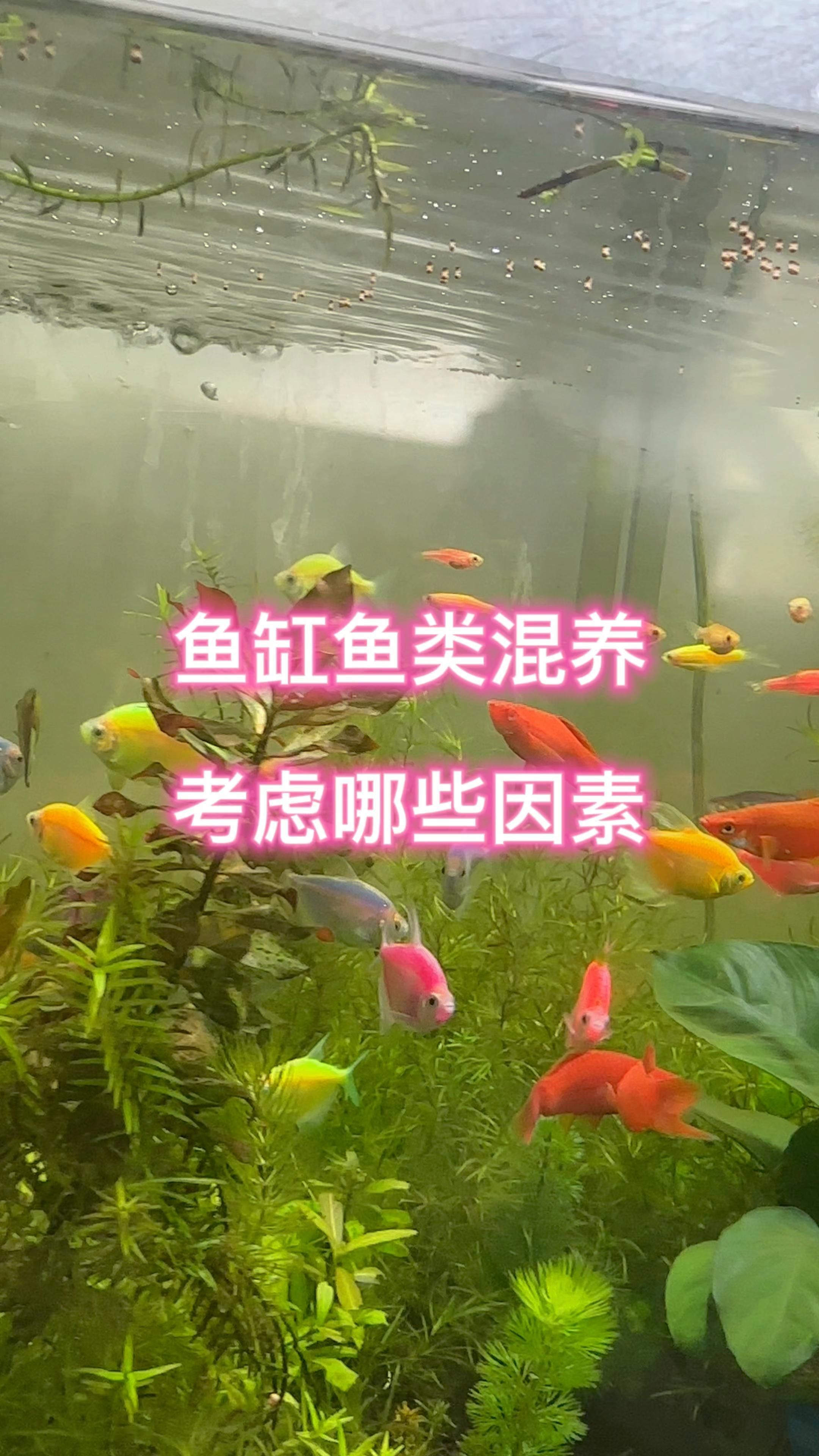 能推薦一些具體的混養組合嗎，新手可以混養觀賞魚嗎?
