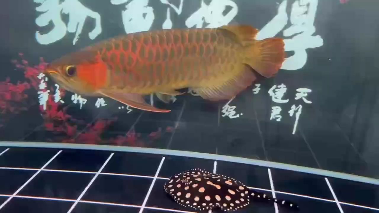 ，ai在教育中的應用與挑戰(zhàn)，金雞暢天下評論：非常霸氣