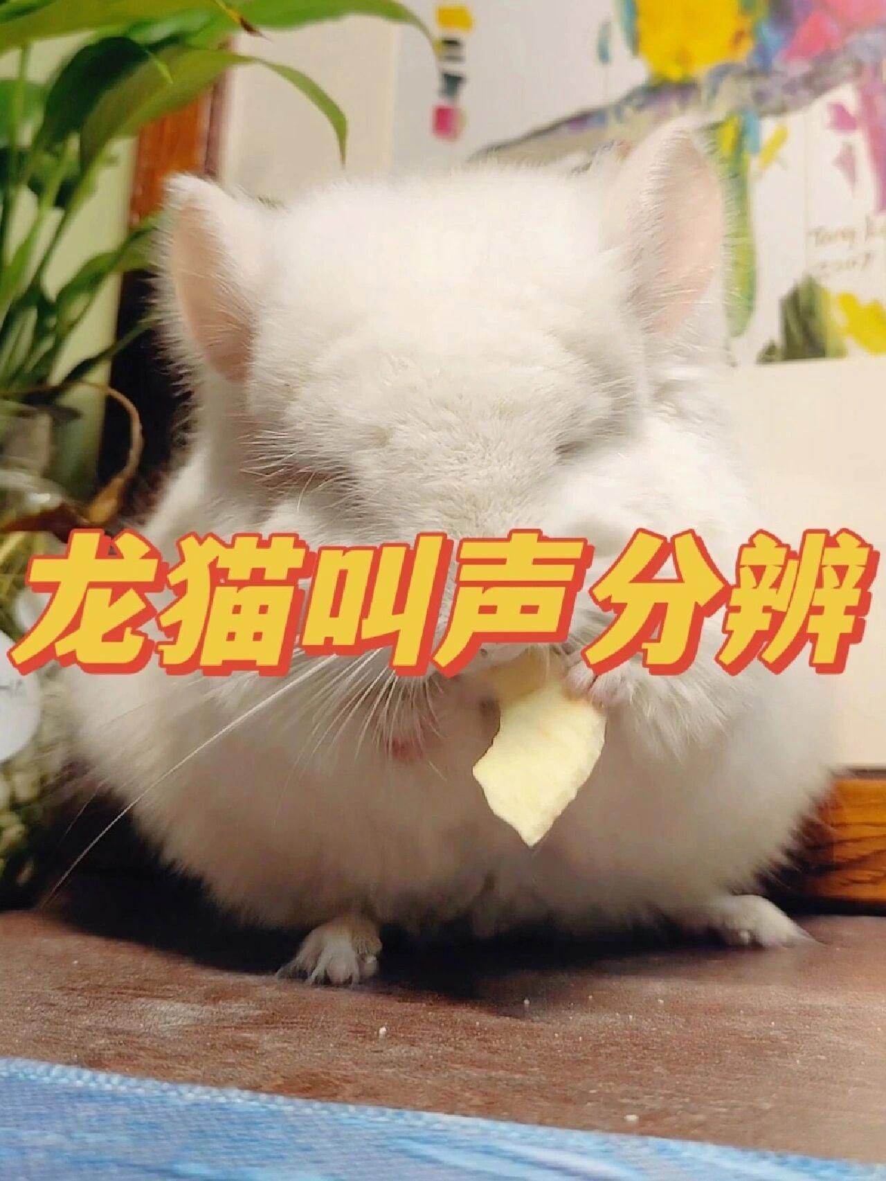 龍貓和貓哪個(gè)更安靜，龍貓和貓哪個(gè)更安靜，