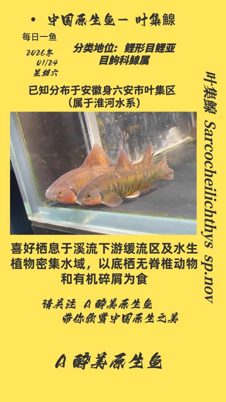 葉集鰁，葉集鰁的真實身份