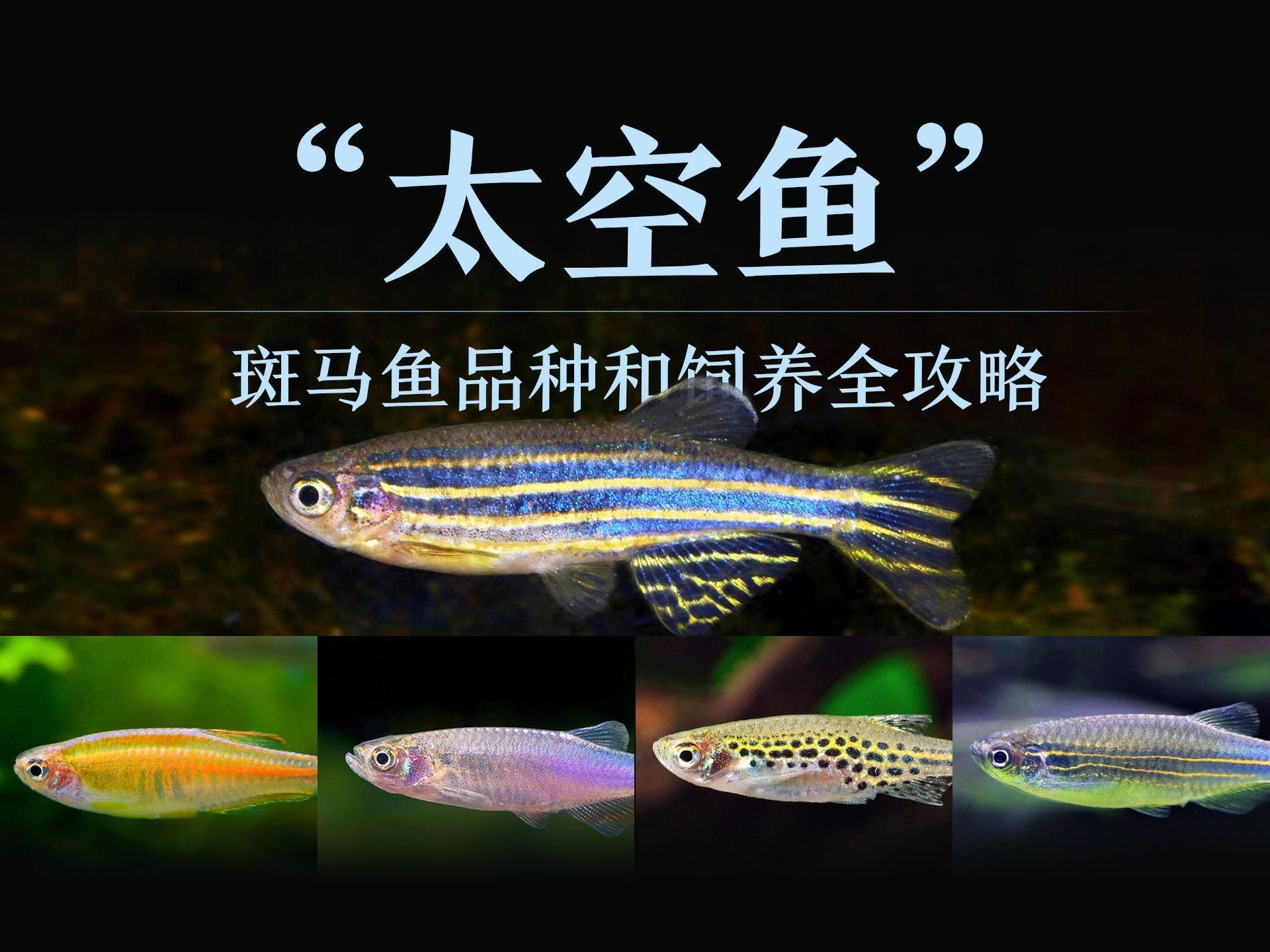 還有哪些魚(yú)適合新手飼養(yǎng)，新手養(yǎng)魚(yú)的幾種方式