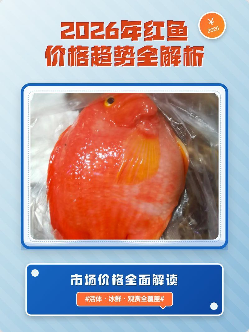紅龍魚小魚苗的價格是多少，紅龍魚小魚苗價格一般多少錢