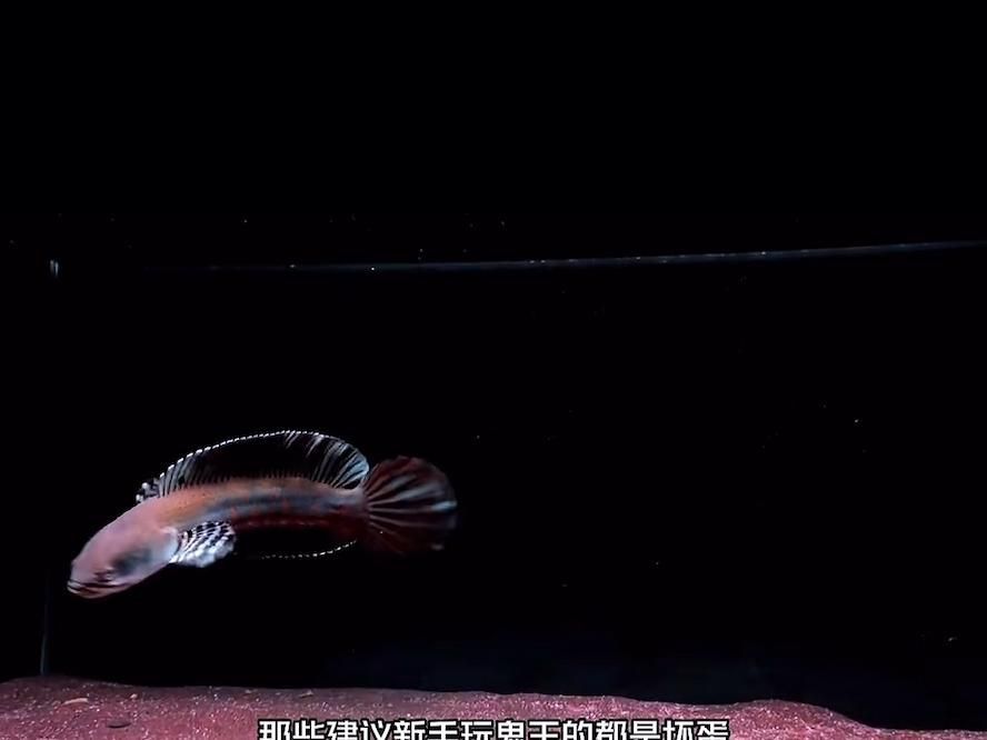 給我推薦一些適合新手的雷龍魚，新手養雷龍魚的注意事項