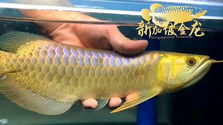 過背金龍20公分時(shí)珠鱗滿亮的價(jià)格是多少，過背金龍20公分時(shí)珠鱗滿亮的價(jià)格是多少我無法直接生成一段100-
