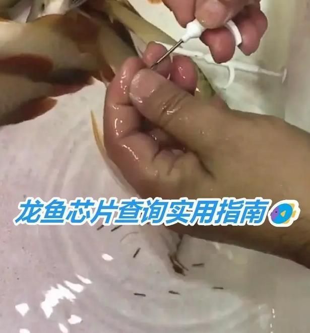如何鑒別真假銅官龍魚？，————權(quán)威圖文鑒別指南