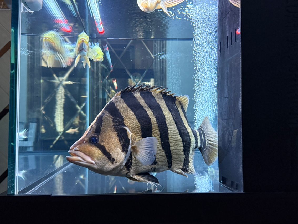 50厘米大虎魚，50厘米大虎魚養殖注意事項
