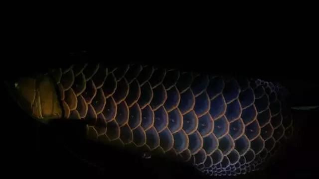 如何判斷龍魚鱗片上的黑色絮狀物是否感染？，龍魚鱗片上出現黑色絮狀物
