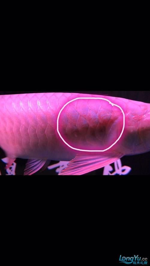 如何判斷龍魚鱗片上的黑色絮狀物是否感染？，龍魚鱗片上出現黑色絮狀物