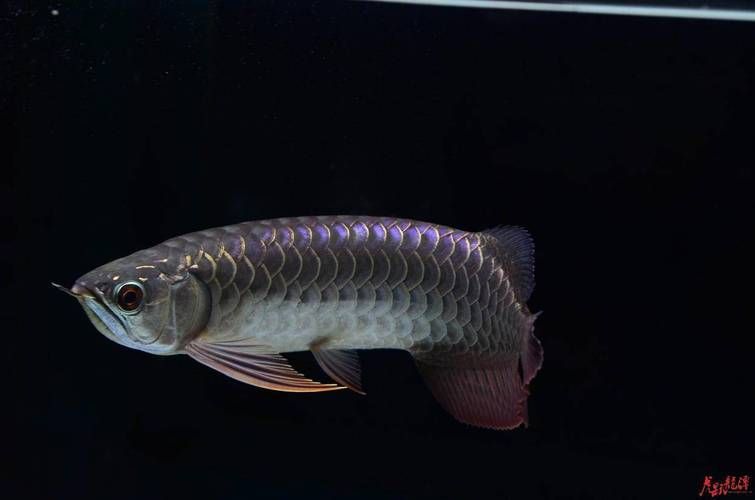 如何判斷龍魚鱗片上的黑色絮狀物是否感染？，龍魚鱗片上出現黑色絮狀物