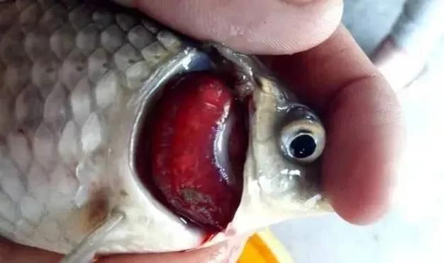 如何判斷海水魚是否受到細(xì)菌感染，如何判斷海水魚是否受到細(xì)菌感染——專業(yè)診斷全流程詳解
