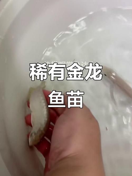 給我一些辨別真假金頭金龍魚的高清對比圖，如何鑒別金頭金龍魚