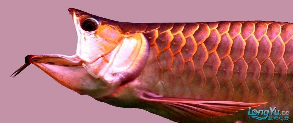 龍魚胡須的長度對品相有何影響？，如何判斷龍魚胡須的長度和形態？