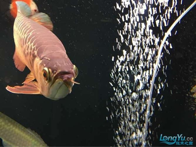 龍魚胡須的長度對品相有何影響？，如何判斷龍魚胡須的長度和形態？