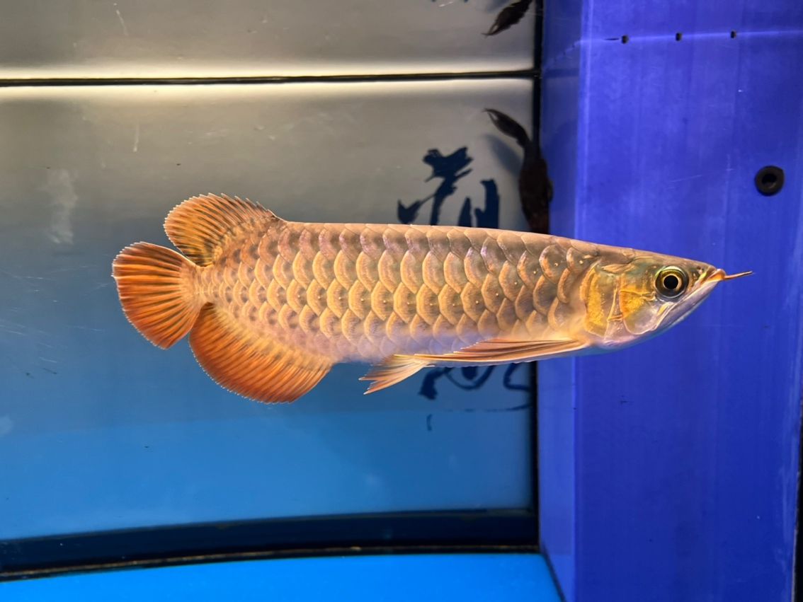 入缸10個(gè)月，缸10個(gè)月意味著某人已經(jīng)在水中生活了整整十個(gè)月
