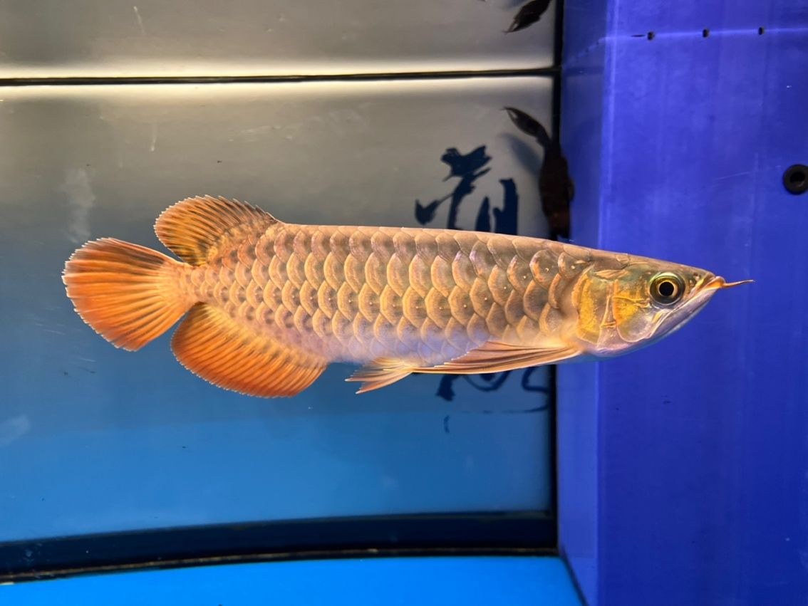 入缸10個(gè)月，缸10個(gè)月意味著某人已經(jīng)在水中生活了整整十個(gè)月
