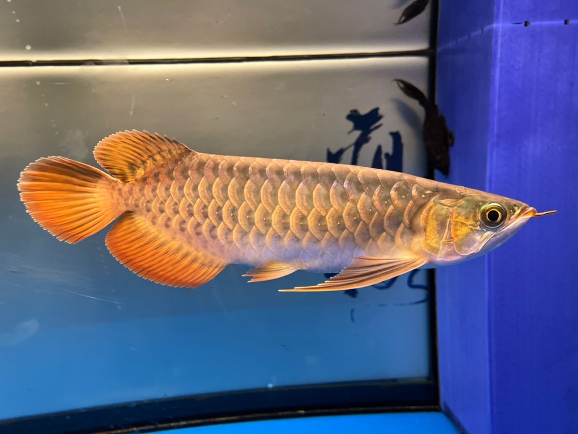 入缸10個(gè)月，缸10個(gè)月意味著某人已經(jīng)在水中生活了整整十個(gè)月