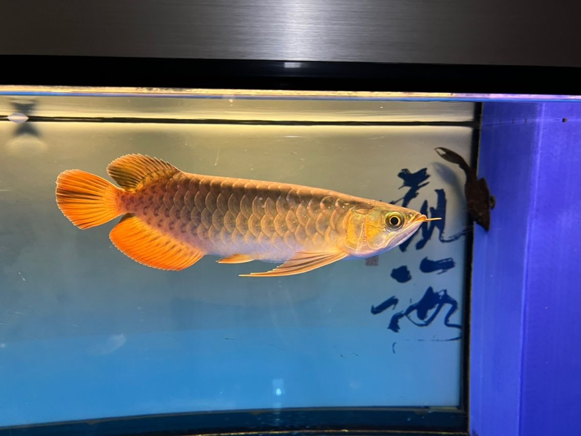 入缸10個月，缸10個月意味著某人已經在水中生活了整整十個月