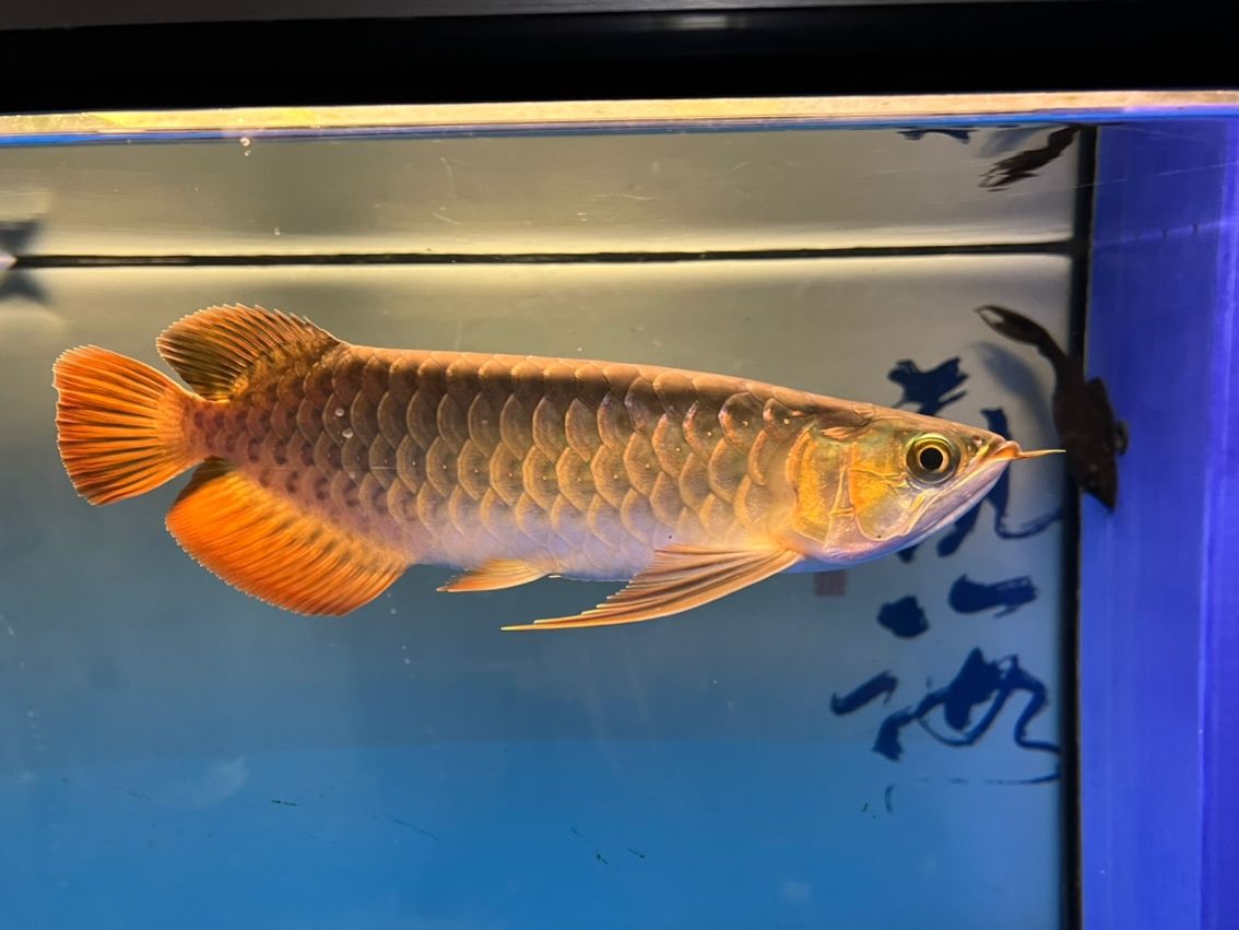 入缸10個月，缸10個月意味著某人已經在水中生活了整整十個月