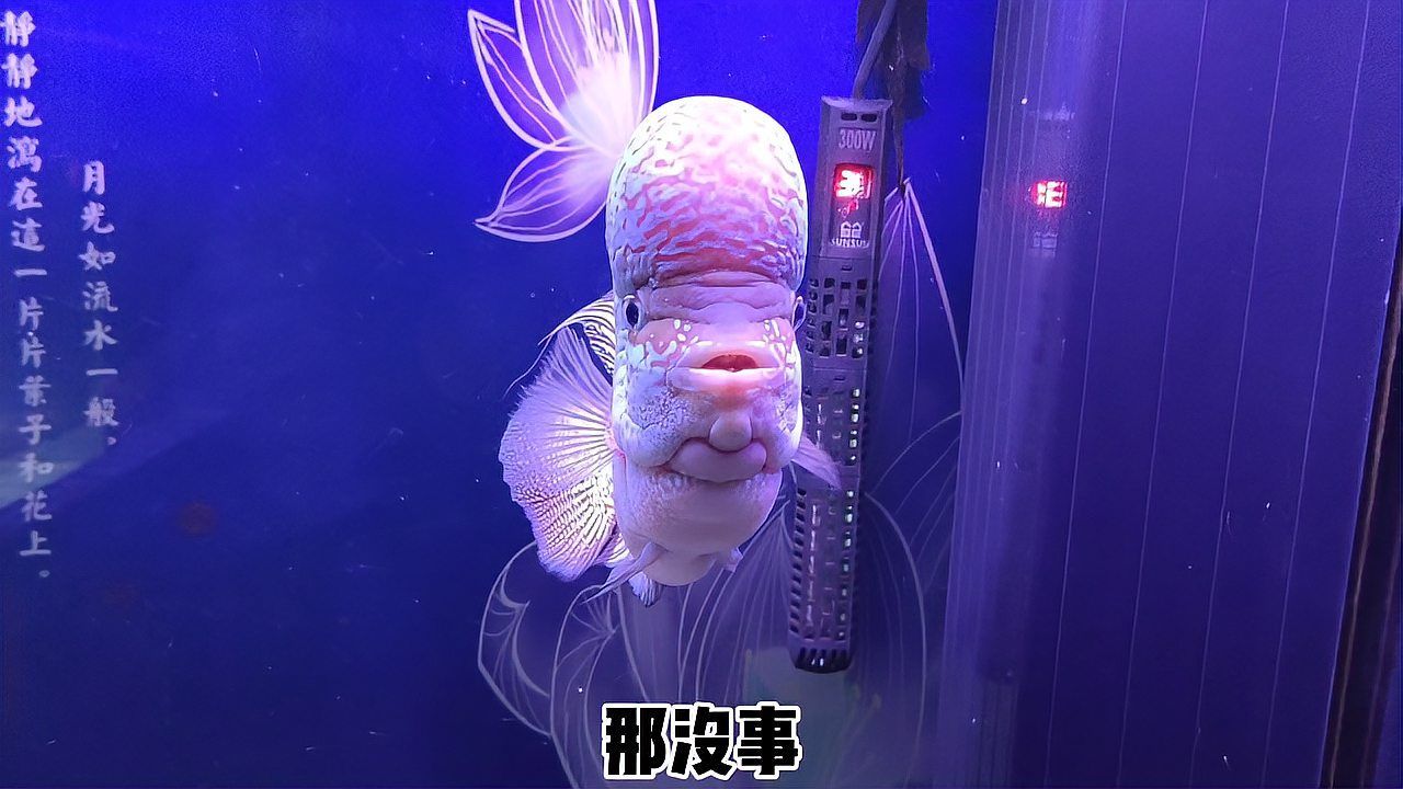 如何判斷魚缸是否需要消毒，怎樣判斷魚缸是否需要消毒