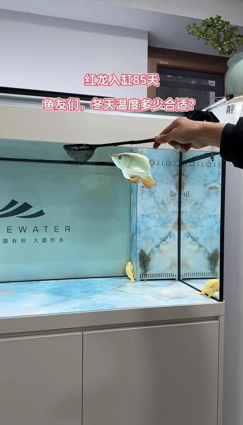 紅龍魚(yú)適宜水溫，紅龍魚(yú)發(fā)色期需要提高水溫嗎紅龍魚(yú)發(fā)色期需要提高嗎