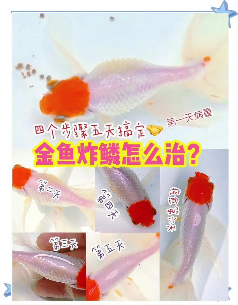 有哪些藥物可以治療金魚炸鱗，金魚炸鱗怎么治用什么藥