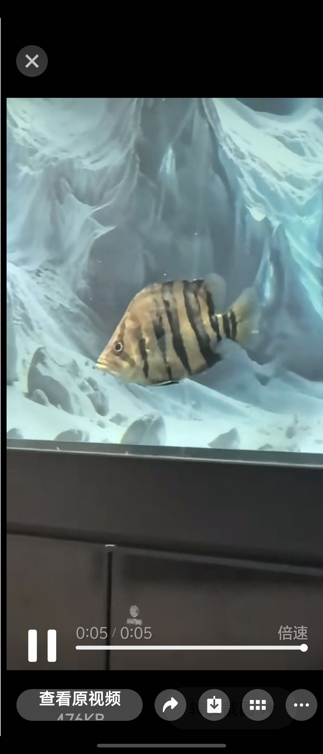 這條虎魚怎么樣，neolamprologusbrasiliensis