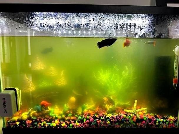 有哪些觀賞魚缸水渾濁圖片示例，觀賞魚缸水渾濁圖片示例