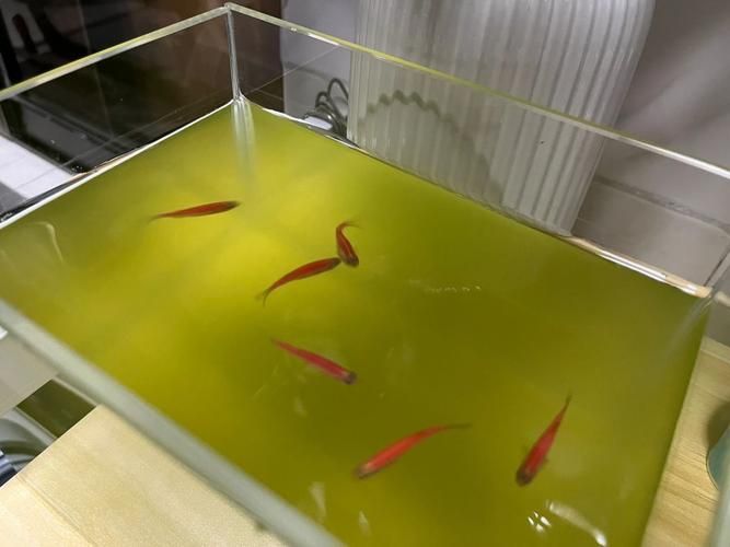 有哪些觀賞魚缸水渾濁圖片示例，觀賞魚缸水渾濁圖片示例