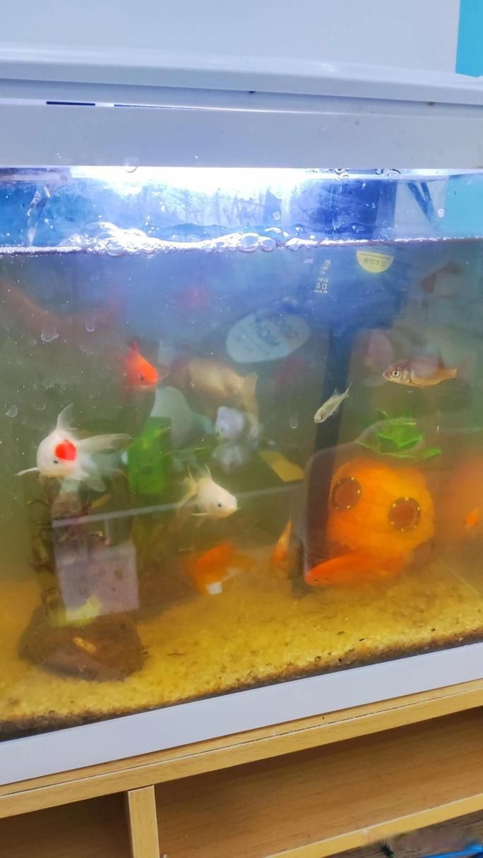 有哪些觀賞魚缸水渾濁圖片示例，觀賞魚缸水渾濁圖片示例