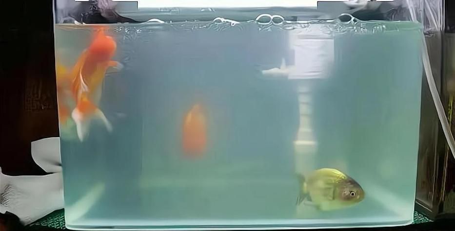 有哪些觀賞魚缸水渾濁圖片示例，觀賞魚缸水渾濁圖片示例