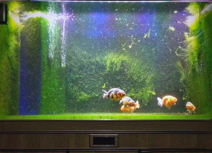 有哪些觀賞魚缸水渾濁圖片示例，觀賞魚缸水渾濁圖片示例