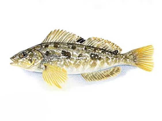 龍魚一個月不吃會有什么癥狀？，龍魚一個月不吃不喝40天