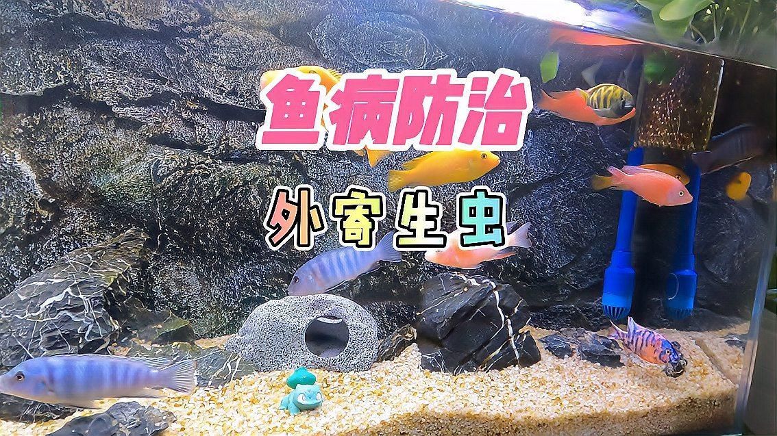 有哪些天然方法可以防治魚寄生蟲，如何防治魚寄生蟲