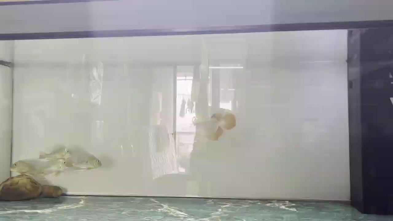 入缸了！，入缸是什么意思