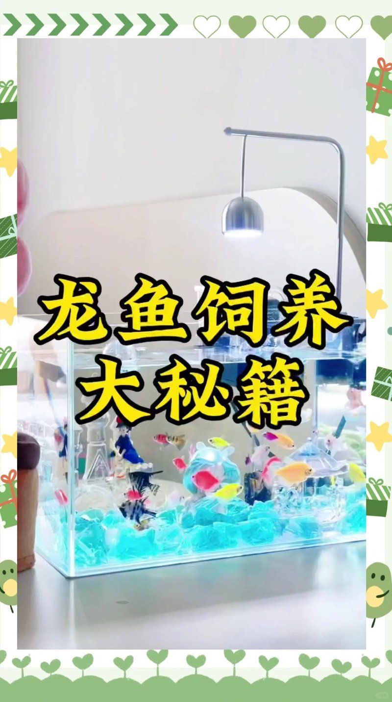 龍魚養殖技術要點，養龍魚必知的6大要點，