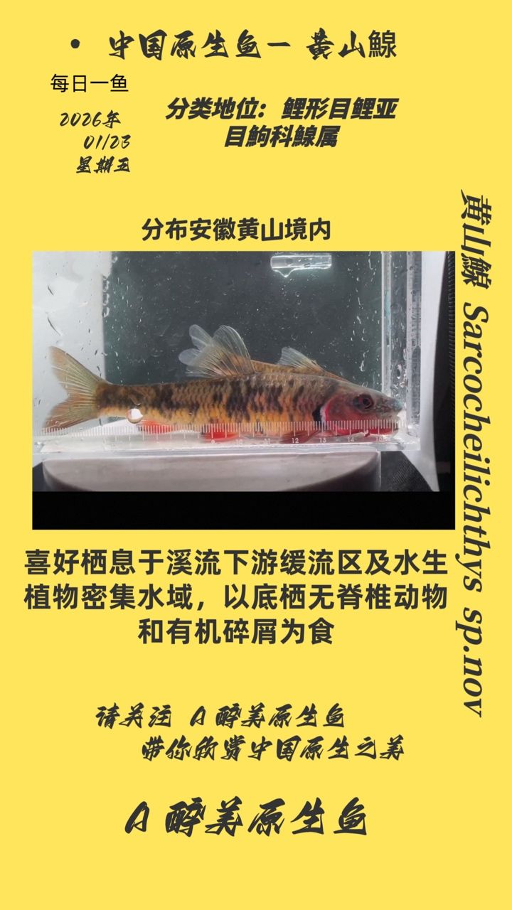 黃山鰁，黃山[需手動填充]是一種在中國長江流域及周邊廣泛分布的淡水魚類