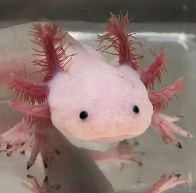 杰西卡恐龍魚的價格范圍是多少？，“杰西卡恐龍魚”是什么物種？
